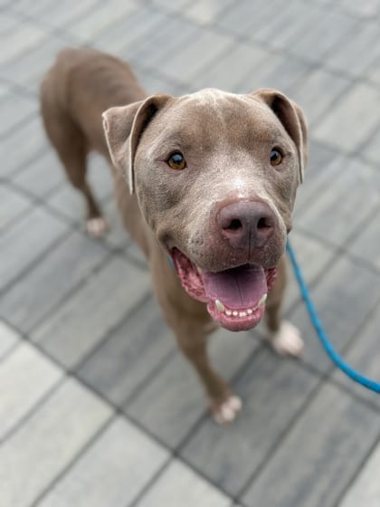 Photo of Chance, adoptable dog in Atlanta, Georgia