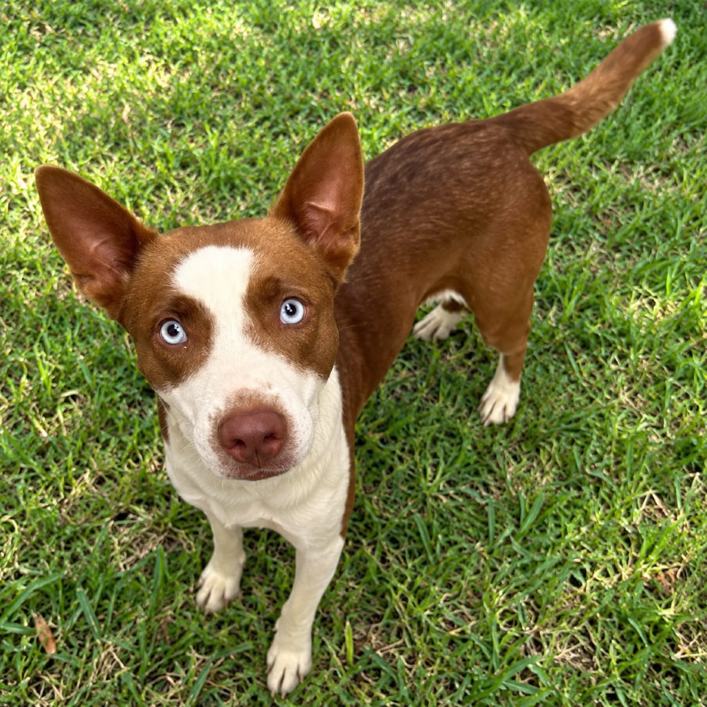 Photo of Harley 26-09-122, adoptable Kelpie, Australian / Husky in Bastrop, Texas