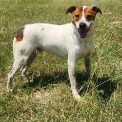 Photo of Boomer JuM, adoptable Australian Cattle Dog Mixed Breed (Medium) in Hartford, Connecticut