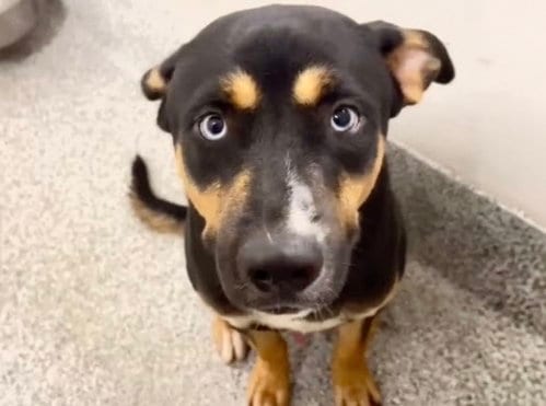 Photo of A662467, adoptable Australian Kelpie in Houston, Texas