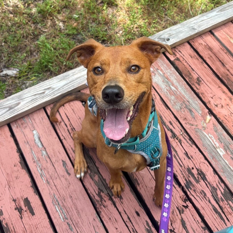 Photo of Elaine, adoptable Mixed Breed (Medium) in Gainesville, Florida