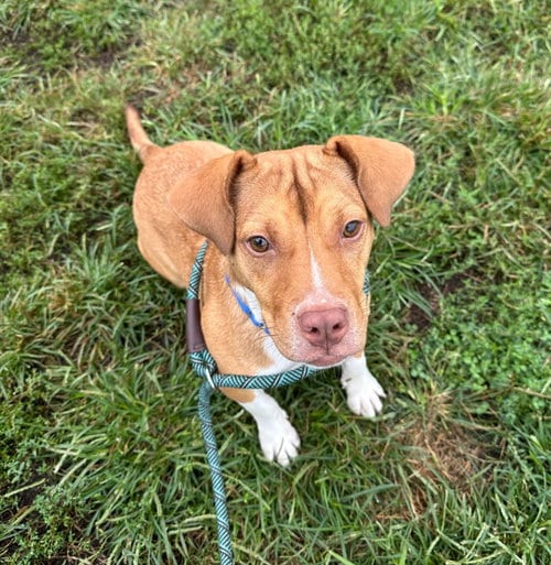 Photo of Hayden, adoptable Hound in South Bend, Indiana