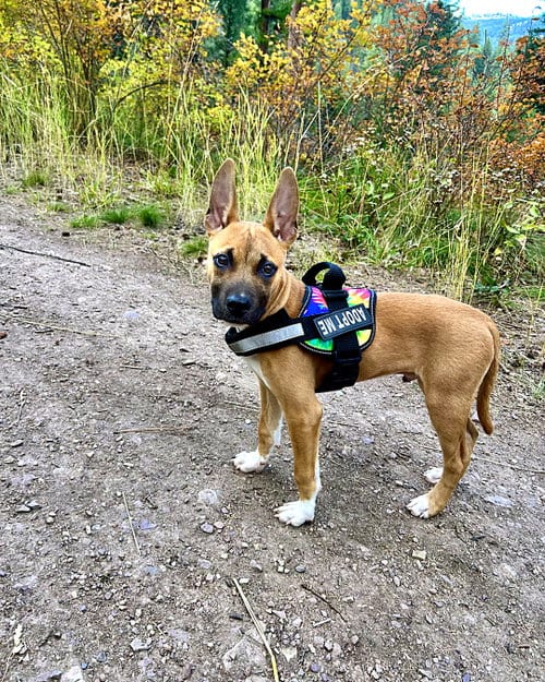Photo of Gus, adoptable German Shepherd Dog in Polson, Montana