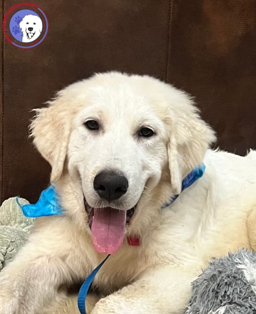 Photo of Tootsie, adoptable Great Pyrenees in Spring, Texas