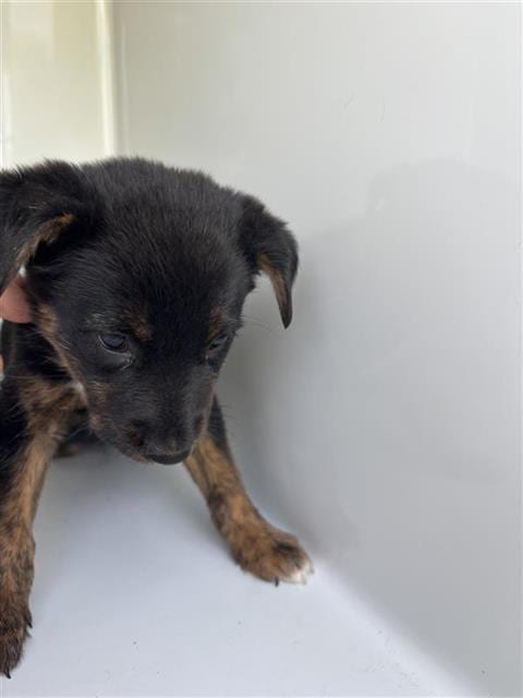 Photo of A663715, adoptable Dutch Shepherd in Houston, Texas