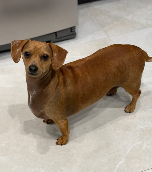 Photo of Cremi, adoptable Dachshund in Weston, Florida