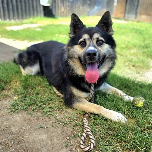 Photo of Pockets, adoptable German Shepherd Dog in Long Beach, California