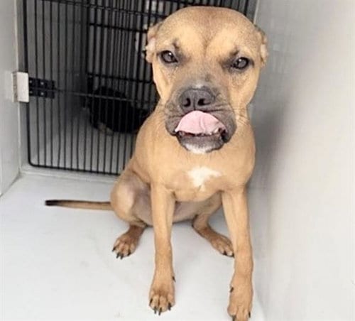 Photo of Munchie, adoptable Boxer in Houston, Texas
