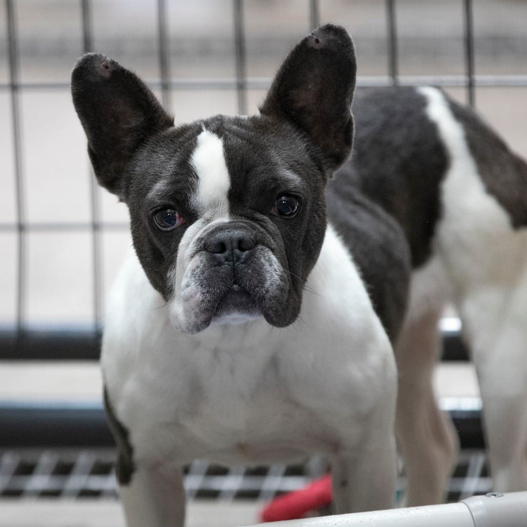 Photo of Charlotte (AG26-169), adoptable Bulldog, French in Colorado Springs, Colorado