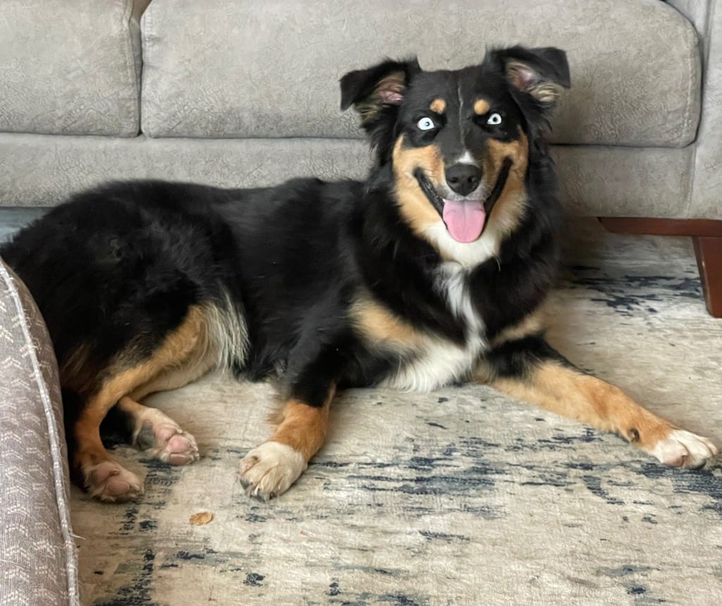 Photo of Alara, adoptable Border Collie in Texas