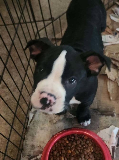 Photo of Elrond, adoptable Terrier in Candler, North Carolina