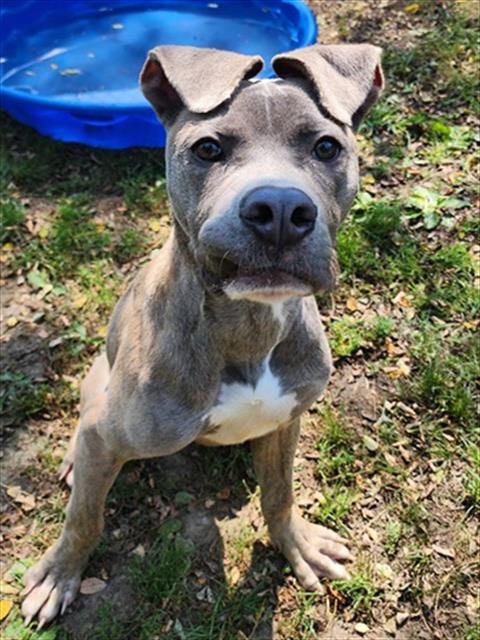 Photo of Finnegan, adoptable Pit Bull Terrier in Peoria, Illinois