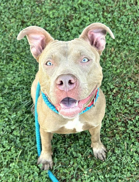 Photo of Shortcake, adoptable Pit Bull Terrier in Sacramento, California