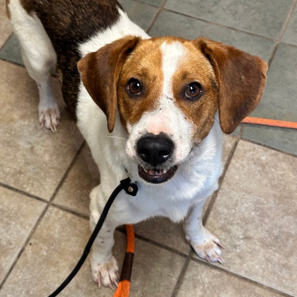Photo of Buzz, adoptable Mixed Breed (Medium) in Chattanooga, Tennessee