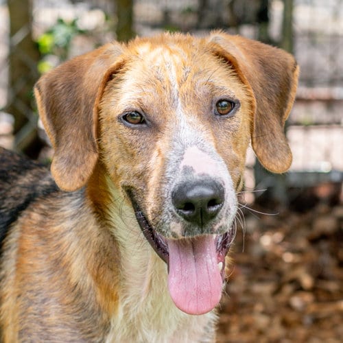 Photo of Bert, adoptable Hound in Hilton Head, South Carolina