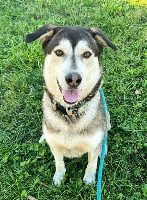 Photo of Joaquin, adoptable Siberian Husky in Sacramento, California