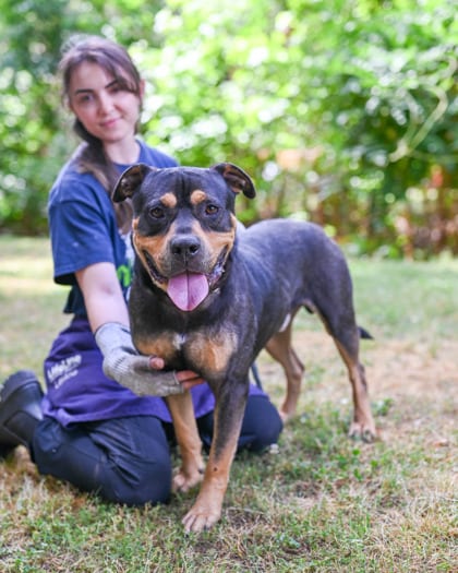 Photo of Gojo, adoptable dog in Chamblee, Georgia