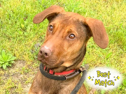 Photo of Palmer, adoptable dog in Georgetown, Texas