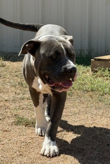 Photo of Brutus, adoptable Pit Bull Terrier in Killeen, Texas
