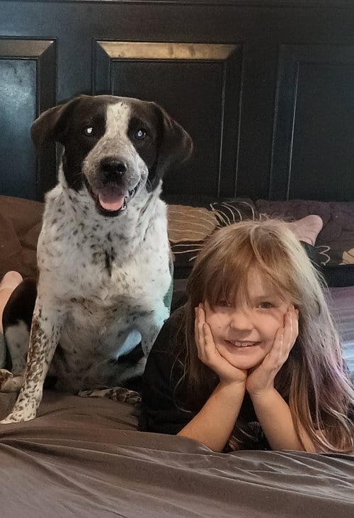 Photo of Miss Molly, adoptable German Shorthaired Pointer in The Woodlands, Texas