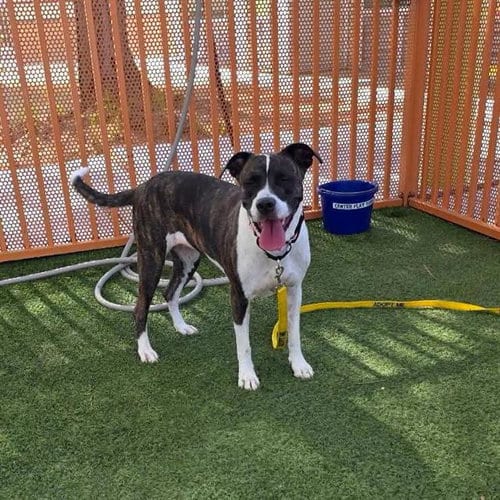 Photo of Rainbow Sparkles, adoptable Boxer in Las Vegas, Nevada