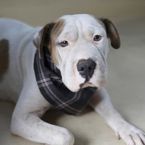 Photo of Nala, adoptable Chinese Shar-Pei in San Antonio, Texas