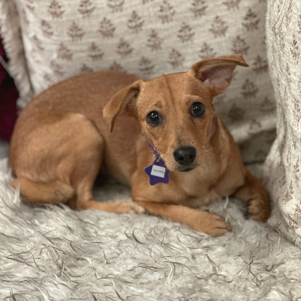 Photo of Eleanor, adoptable Chihuahua / Mixed Breed (Small) in San Francisco, California