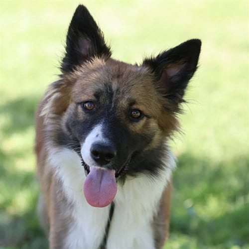 Photo of Enzo, adoptable Border Collie in Modesto, California