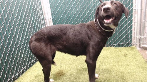 Photo of Flower, adoptable German Shepherd Dog in Downey, California