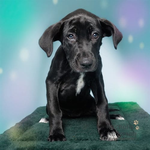 Photo of Matilda, adoptable Labrador Retriever in Corona, California