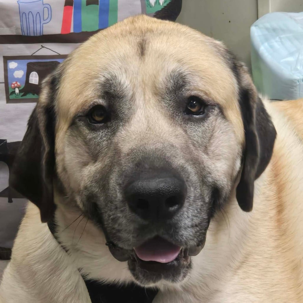 Photo of Bubba, adoptable Pyrenees, Great / Ridgeback, Rhodesian in Northern Wisconsin, Wisconsin