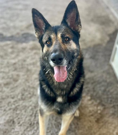 Photo of Sterling, adoptable German Shepherd Dog in Riverside, California