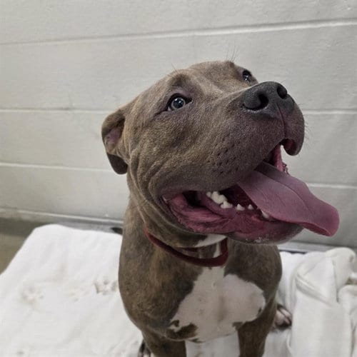Photo of Draco, adoptable Pit Bull Terrier in St Louis, Missouri