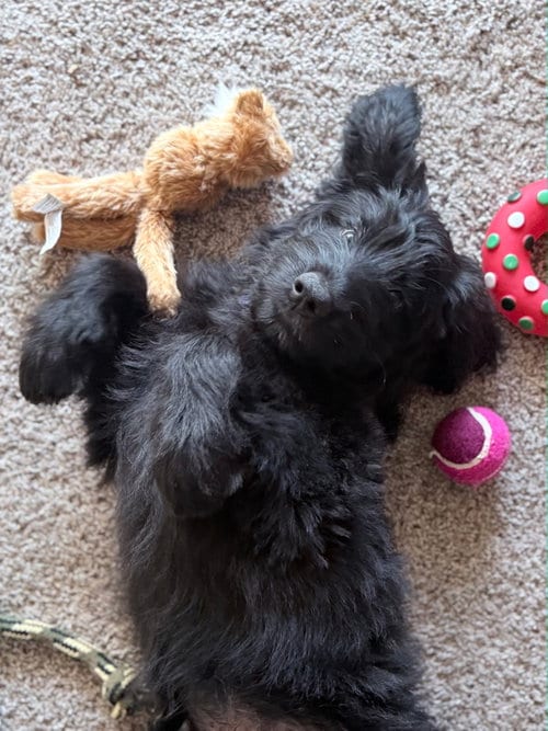 Photo of Giuseppe, adoptable Poodle (unknown type) in Hillside, Illinois