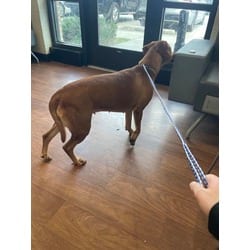 Photo of Grace, adoptable Mixed Breed (Medium) in Baton Rouge, Louisiana