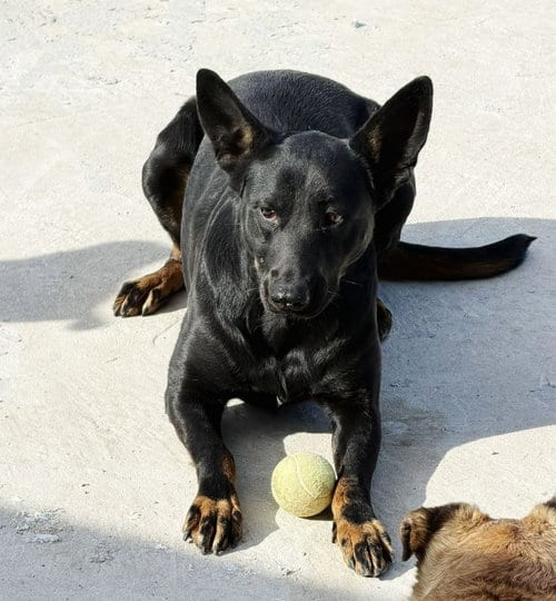 Photo of Kitty, adoptable German Shepherd Dog in Lake Forest, California