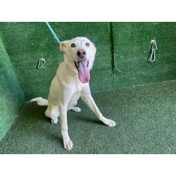 Photo of Humberto, adoptable German Shepherd Dog in Lancaster, California