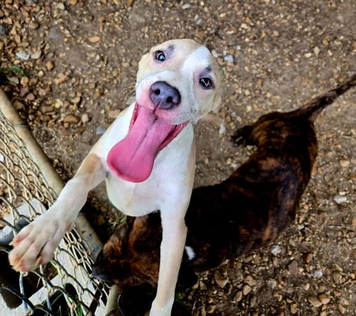 Photo of Jr., adoptable American Pit Bull Terrier in Jackson, Mississippi