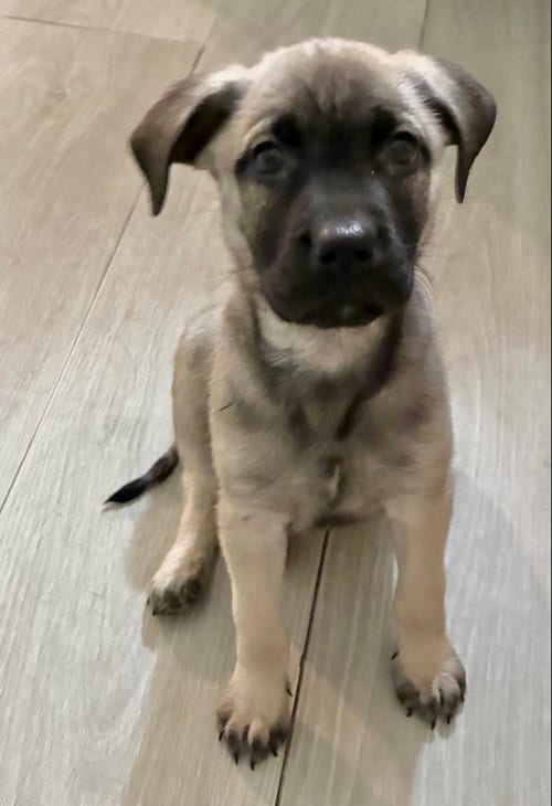 Photo of Olive, adoptable Black Mouth Cur in Hillsboro, Missouri