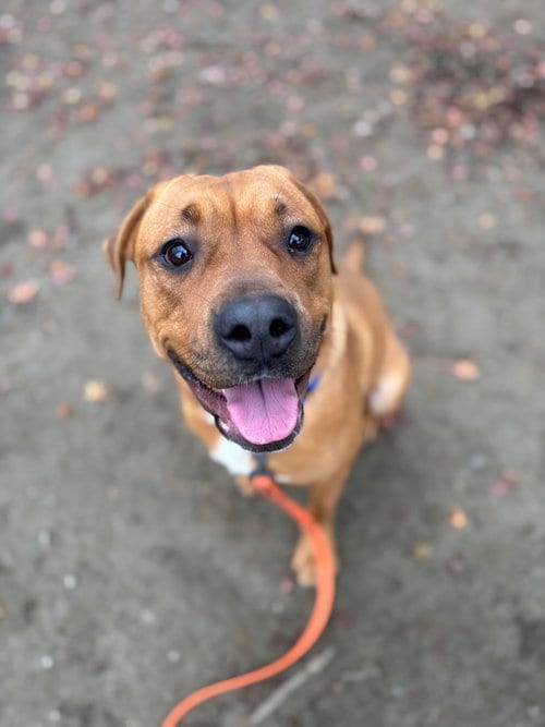 Photo of Ivy (from NYC), adoptable American Staffordshire Terrier in Brewster, New York
