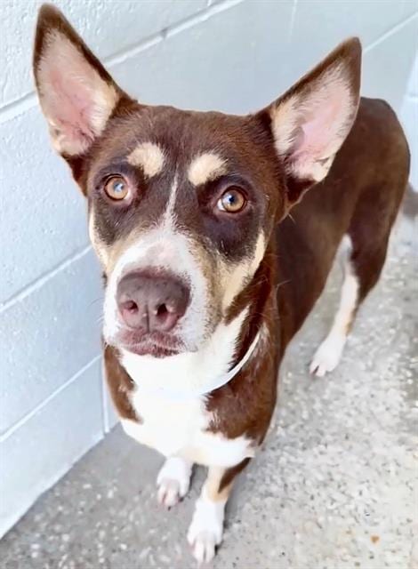Photo of Effie, adoptable Siberian Husky in Houston, Texas