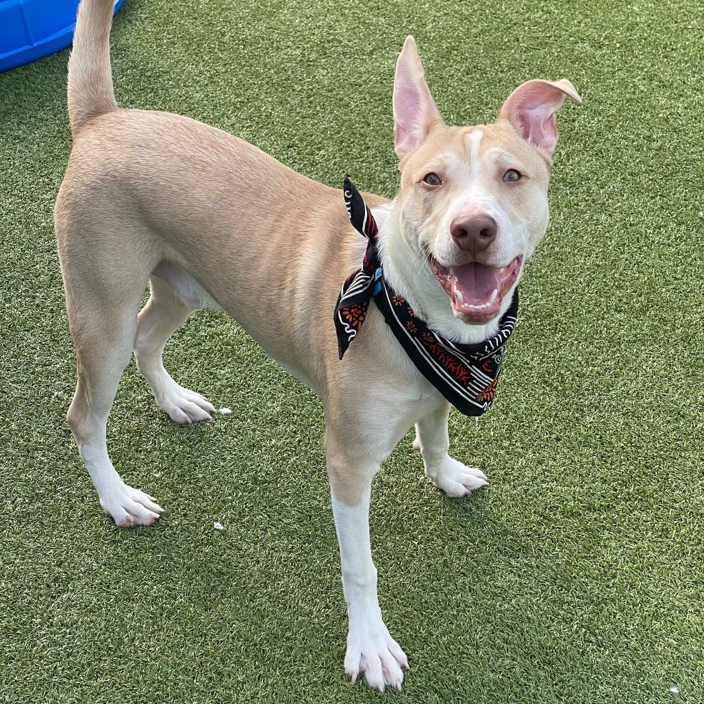 Photo of Chad, adoptable Terrier, Pit Bull in Jacksonville, North Carolina