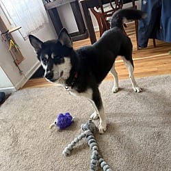 Photo of Psirus, adoptable German Shepherd Dog Husky in Salem, Oregon