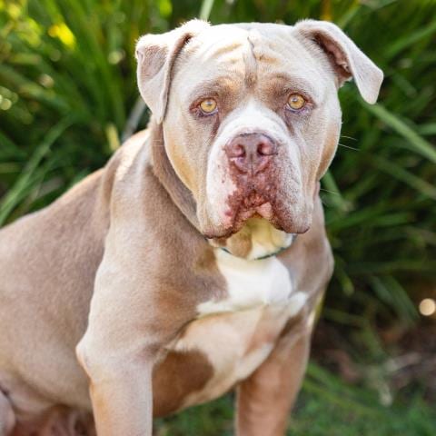Photo of Koa, adoptable Pit Bull Terrier in Camarillo, California