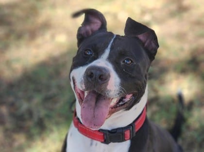 Photo of Pogo, adoptable dog in Georgetown, Texas