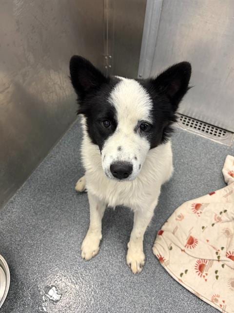 Photo of Steveo, adoptable Mixed Breed