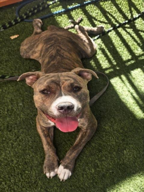 Photo of Sharkey, adoptable Pit Bull Terrier in Las Vegas, Nevada