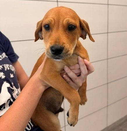 Photo of Quesadilla, adoptable Unknown breed in Rancho Santa Fe, California