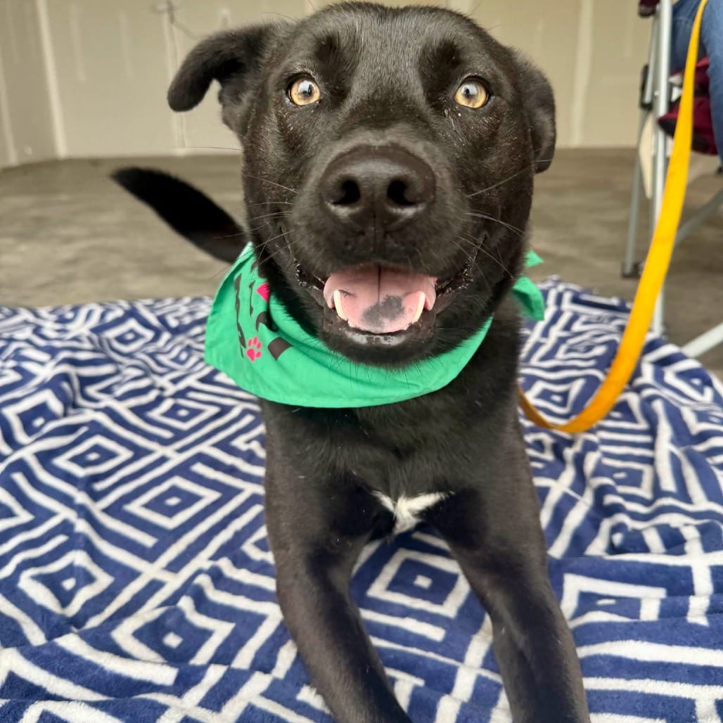 Photo of Beau, adoptable Mixed Breed (Medium) in Buffalo, Minnesota