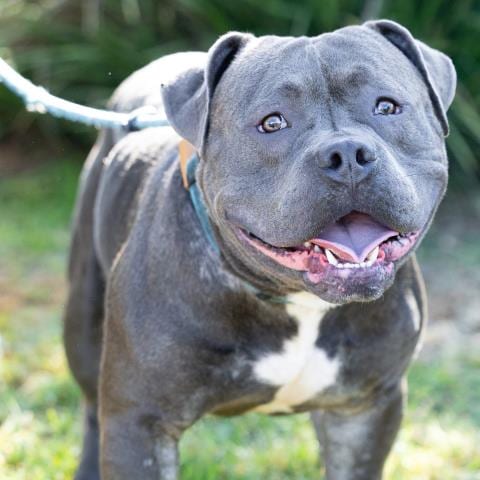 Photo of Granite, adoptable Pit Bull Terrier in Camarillo, California
